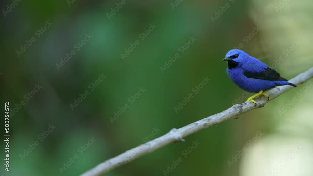 Male purple honeycreeper (Cyanerpes caeruleus longirostris) perched on branch, small bird in the tanager family, Panama, Central America Male purple honeycreeper (Cyanerpes caeruleus longirostris) perched on branch, small bird in the tanager family, Panama, Central America