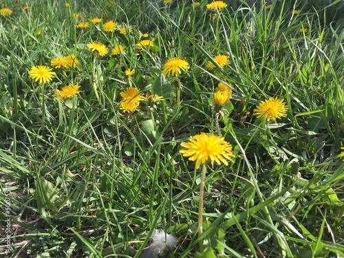 pretty fresh grass and flowers