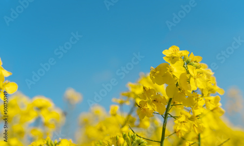 rapeseed field and cloudy blue sky in South Yorkshire. Amazing English landscape. 