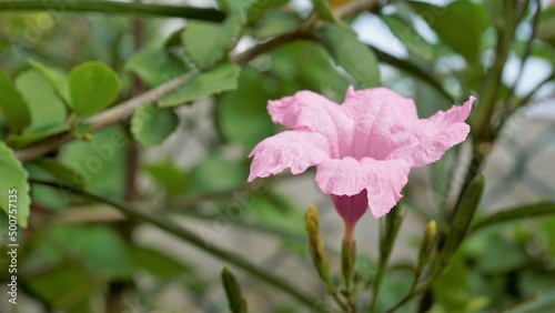 Mayan Pink color flower of Ruellia Simplex with natural green background photo
