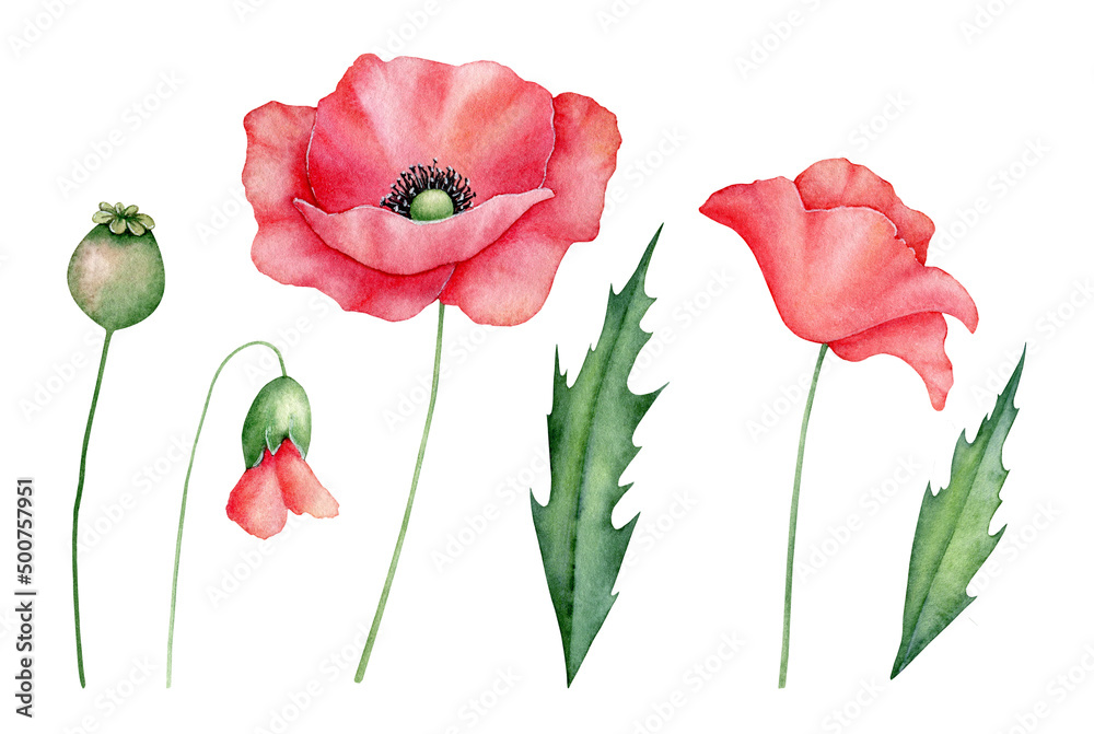Fototapeta premium Watercolor red poppies set, hand drawn floral illustration, red wildflowers isolated on a white background.
