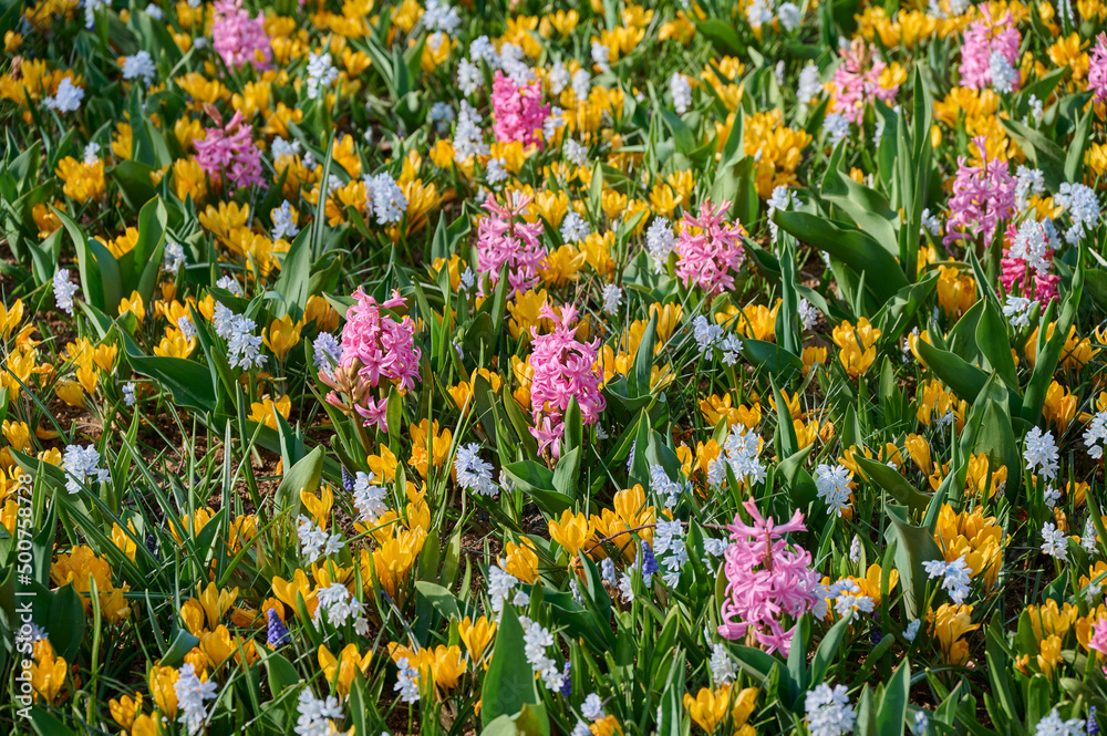 Obraz premium Colorful flower bed background