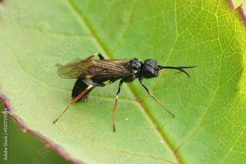 Closeup on a curled or white banded rose sawfly, Allantus cinstus ovipositioning in a leaf of it's host plant