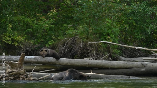 A mama grizzly bear (Ursus arctos horribilis) and her baby grizzly cub at the Atnarko River in search of spawning salmon in central coast of British Columbia