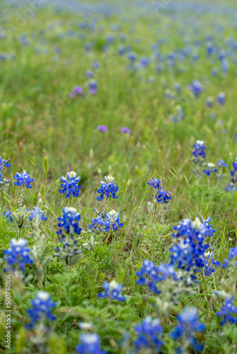 Low Angle View of Colorful Blue Bonets in Large Field during the Day time