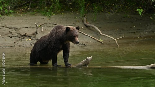 A young commanding female grizzly bear (Ursus arctos horribilis) standing on a dead fallen tree in the Atnarko River and looking sideway	
 photo