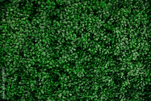 texture of green moss, green grass texture. leaf texture.