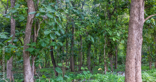 Arakanga Forest Preserve is a forest reserve and is located in Nigeria. The estimate terrain elevation above sea level is 83 metres. photo