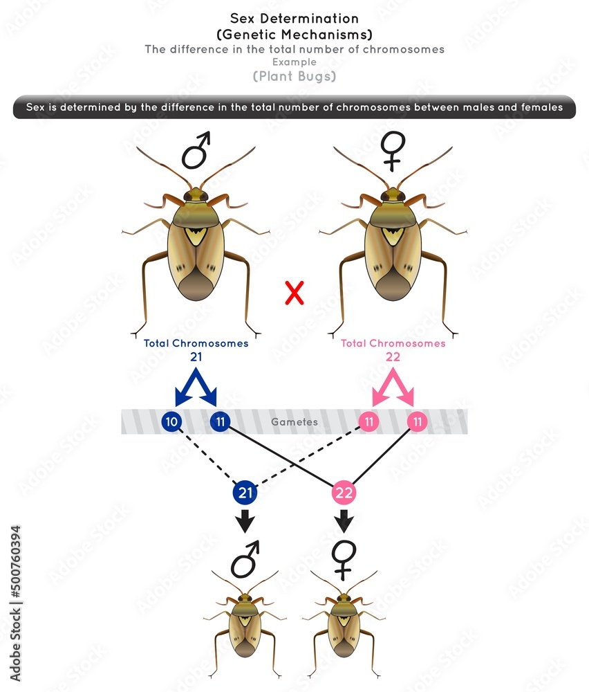 Sex Determination Genetic Mechanisms by Difference in Total Number of ...