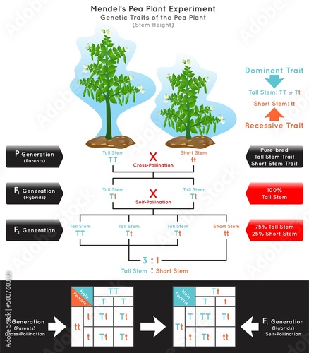 Stem Height Genetic Trait Pea Plant Mendel Experiment Infographic Diagram cross pollination pure bred parent generation hybrid dominant tall recessive short biology science education vector