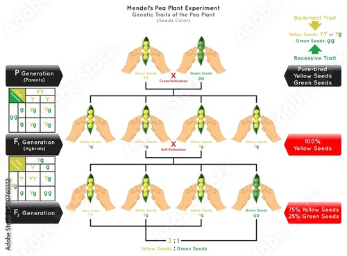 Seeds color Genetic Trait Pea Plant Mendel Experiment Infographic Diagram cross pollination pure bred parent generation hybrid dominant yellow recessive green biology science education vector