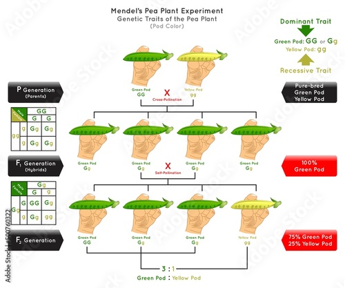 Pod Color Genetic Trait Pea Plant Mendel Experiment Infographic Diagram cross pollination pure bred parent generation hybrid dominant green recessive yellow biology science education vector