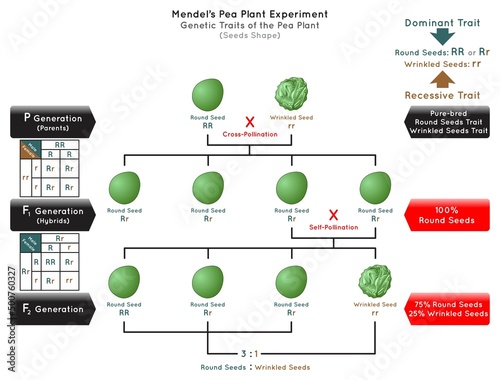 Seeds Shape Genetic Trait Pea Plant Mendel Experiment Infographic Diagram cross pollination pure bred parent generation hybrid dominant round recessive wrinkled biology science education vector