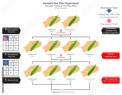 Pod Shape Genetic Trait Pea Plant Mendel Experiment Infographic Diagram cross pollination pure bred parent generation hybrid dominant inflated recessive constricted biology science education vector