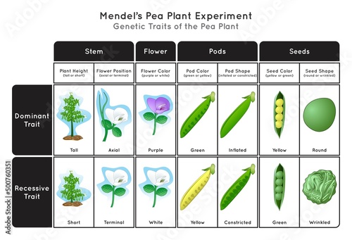 Genetic Trait Pea Plant Mendel Experiment Infographic Diagram stem height flower position color pod seed shape and color showing dominant or recessive traits concept biology science education vector 