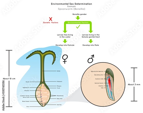 Environmental Sex Determination Infographic Diagram example green spoonworm bonellia larvae in water develop to female while in genital tract develop to male heredity genetic science education vector