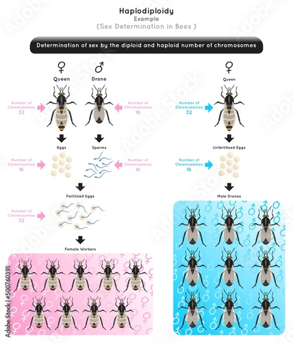 Haplodiploidy Infographic Diagram sex determination by diploid or haploid chromosomes number bee drone fertilize egg result male unfertilized result female heredity genetic science education vector photo