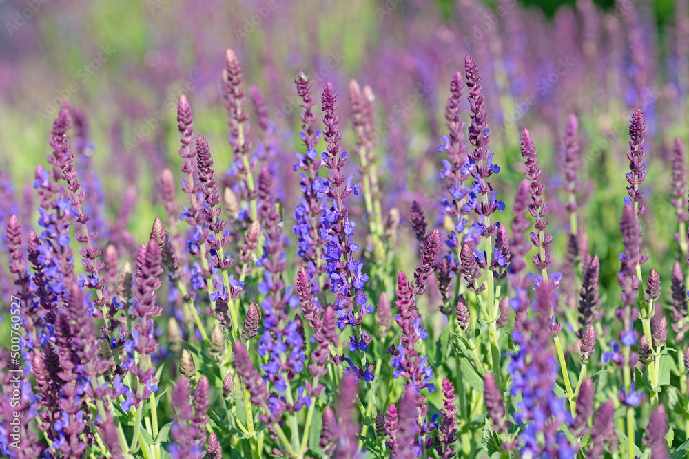 Obraz premium Violett blühender Blütensalbei, Salvia nemorosa, im Garten