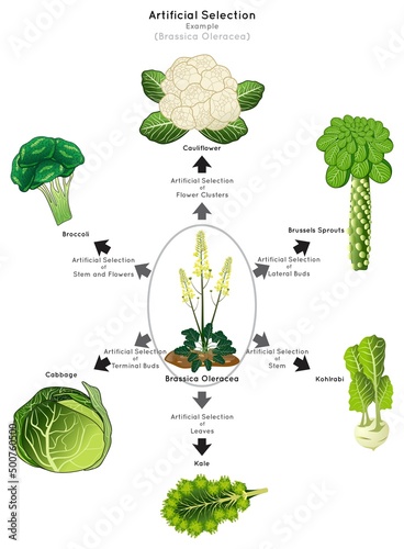 Artificial Selection Infographic Diagram example brassica oleracea human desirable breed stem leave bud flower get cauliflower broccoli cabbage kale kohlrabi heredity genetic science education vector