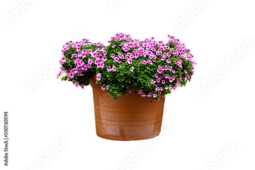 Petunia, comprising 23 species belonging to the Solanaceae family, native to South America.