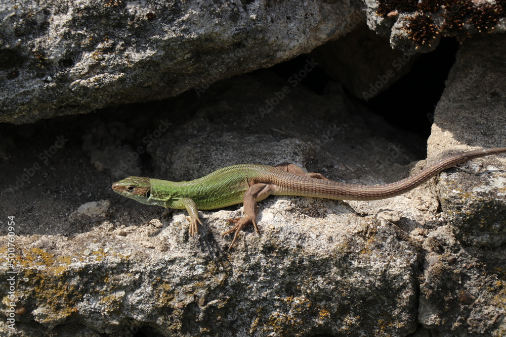 Fototapeta premium A small green lizard on a rock basks in the sun. Beautiful reptile