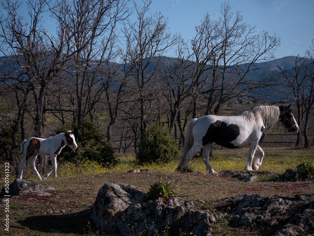 Irish gipsy cob mare with 10 days old foal in a meadow walking towards a water source.