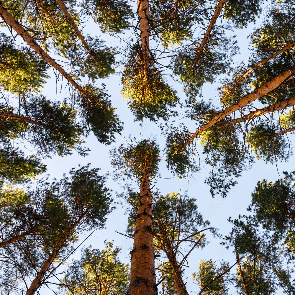 Fototapeta premium Tops of pine trees against blue sky. View from ground level to the treetops. Pine forest.