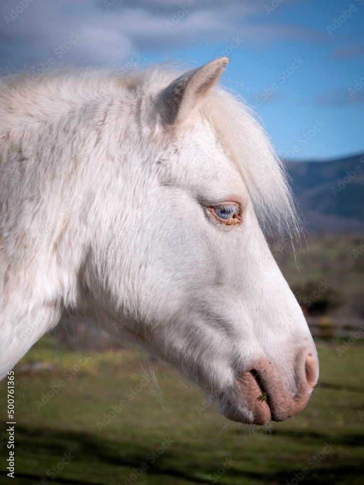Close up of blue eyed albino pony. Close up of blue eyed albino pony.