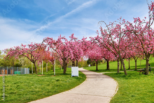 Freiburg, Germany - Pink cherry trees blooming in pubic park called 'Seepark' © Firn