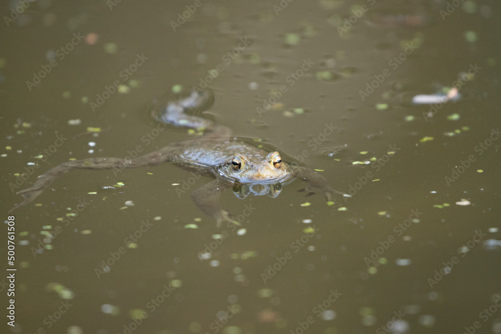 Frosch im Teich Frosch im Teich