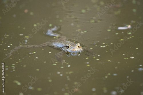 Frosch im Teich