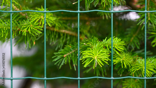 Spruce branches behind the fence. Conifer tree.
