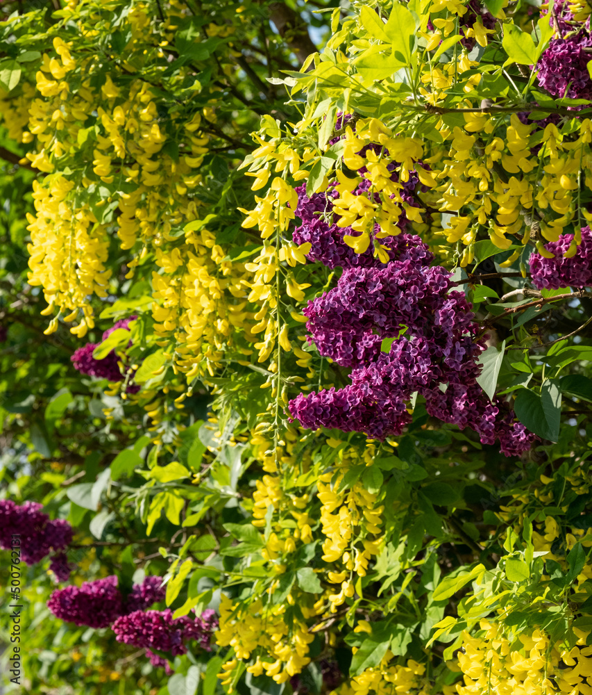 Fototapeta premium Lilac and laburnum trees in spring, growing in close proximity in a London suburb. Lilac tree has cone shaped, deep purple blooms, and laburnham tree has delicate, falling yellow flowers.