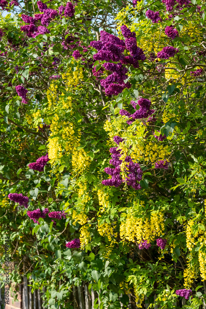 Lilac and laburnum trees in spring, growing in close proximity in a London suburb. Lilac tree has cone shaped, deep purple blooms, and laburnham tree has delicate, falling yellow flowers.