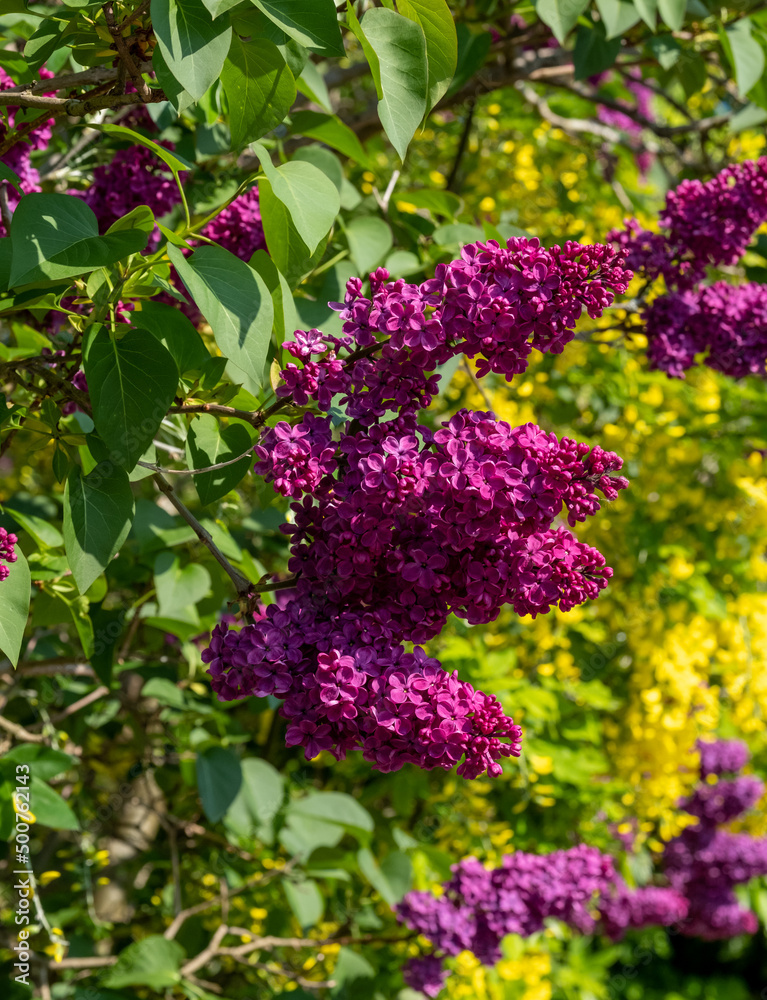 Obraz premium Lilac and laburnum trees in spring, growing in close proximity in a London suburb. Lilac tree has cone shaped, deep purple blooms, and laburnham tree has delicate, falling yellow flowers.