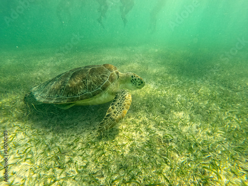 Fototapeta Naklejka Na Ścianę i Meble -  Sea Turtle underwater Akumal, Mexico 