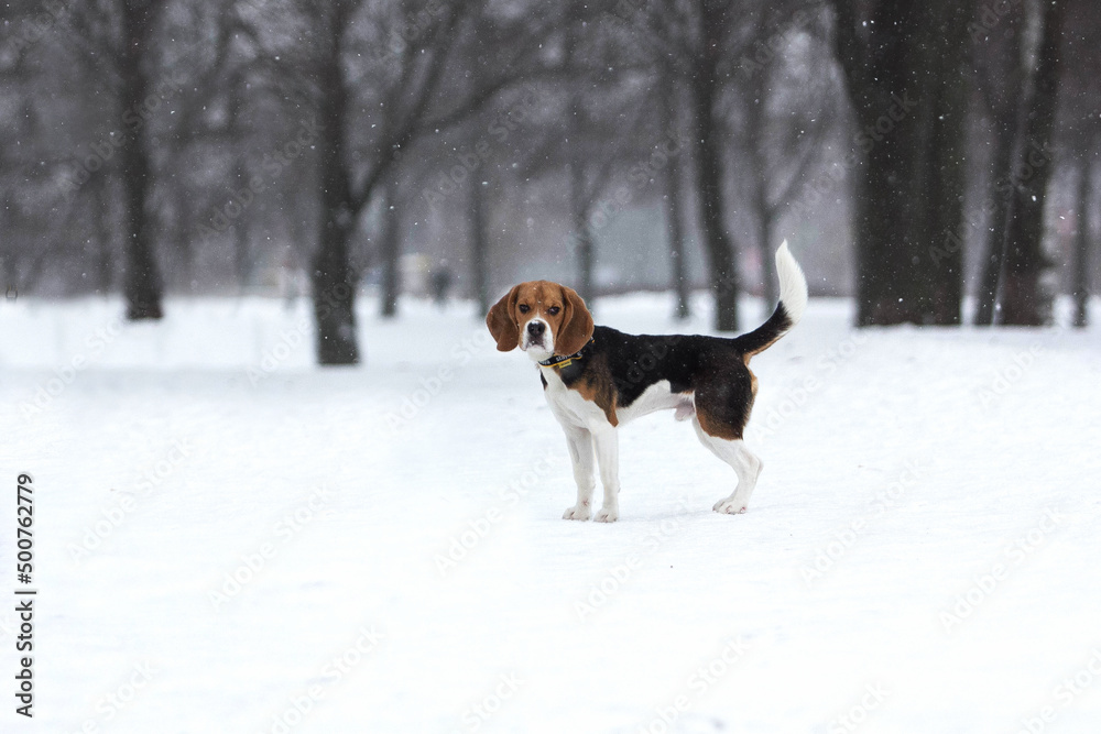 beagle dog in snow