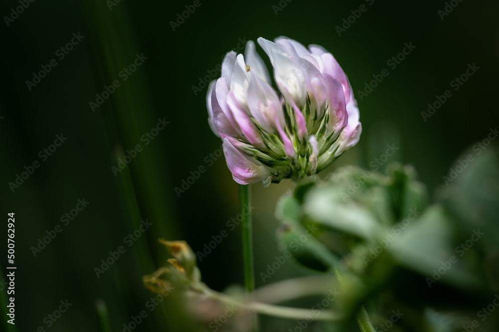 colorful flower macro with blurred background in a garden in spring