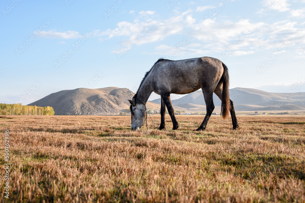 grey horse eats yellow grass camera takes photo from down grey horse eats yellow grass camera takes photo from down