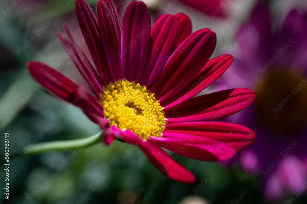 colorful flower macro with blurred background in a garden in spring colorful flower macro with blurred background in a garden in spring