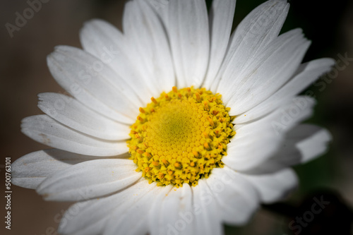 colorful flower macro with blurred background in a garden in spring