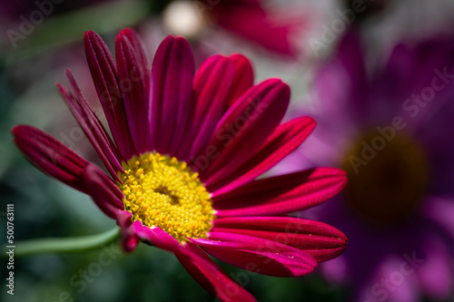 colorful flower macro with blurred background in a garden in spring