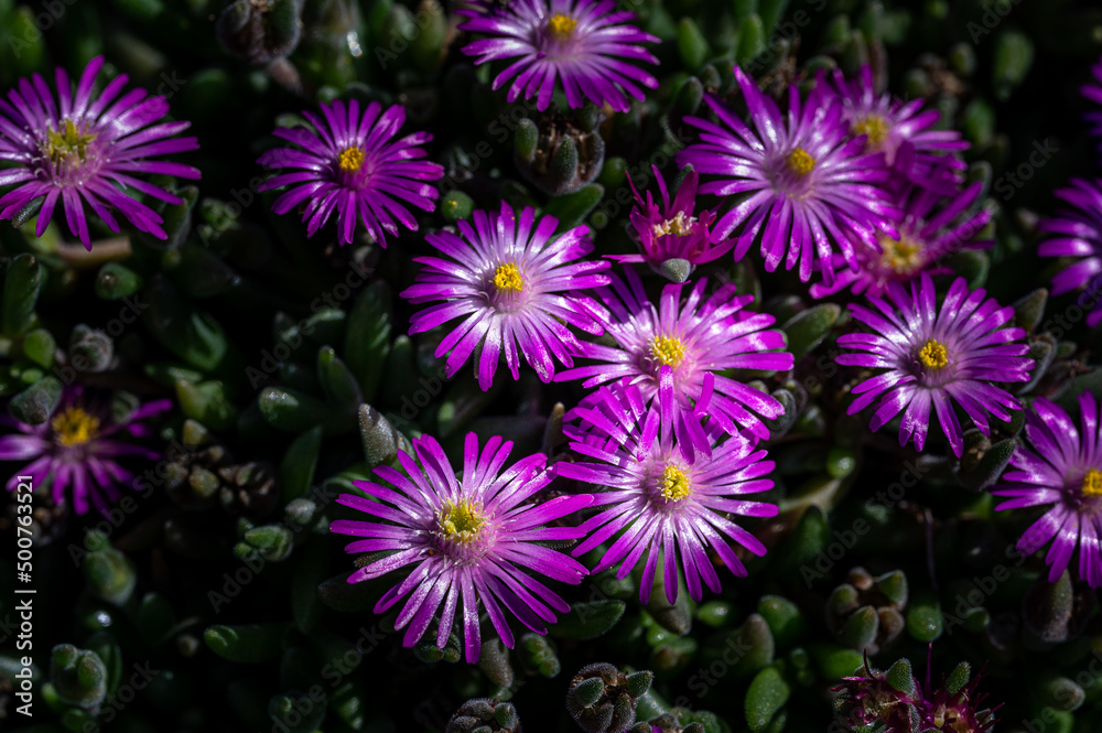colorful flower macro with blurred background in a garden in spring colorful flower macro with blurred background in a garden in spring