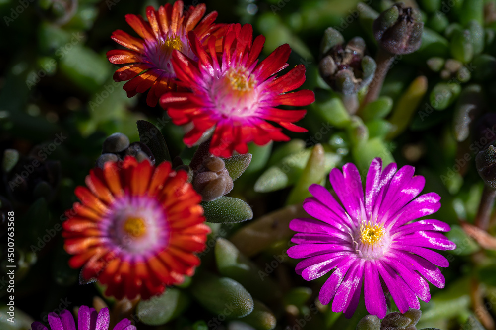 colorful flower macro with blurred background in a garden in spring colorful flower macro with blurred background in a garden in spring