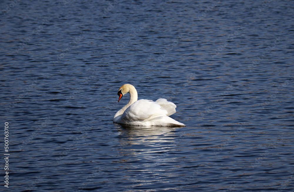 Swan on the lake in Copenhagen in sunny weather Swan on the lake in Copenhagen in sunny weather