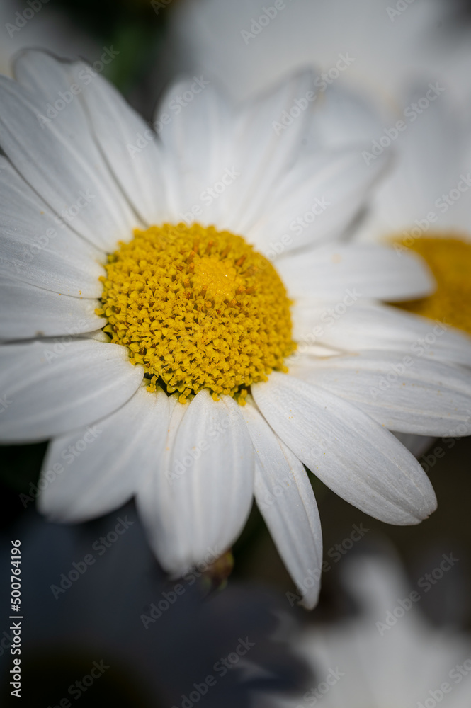 colorful flower macro with blurred background in a garden in spring colorful flower macro with blurred background in a garden in spring