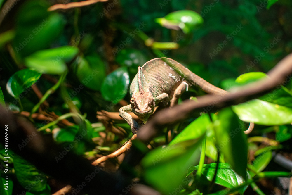 Obraz premium green tree python