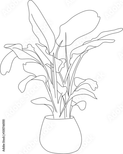 Potted plant sketch line art illustration.
Vector big leaves tropical house plant. 