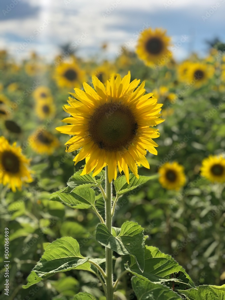 field of sunflowers