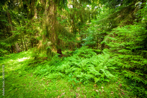 small ground road through a wer green fir tree forest photo